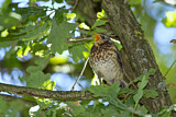 Image. Fieldfare