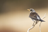 Image. Fieldfare