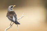Image. Fieldfare