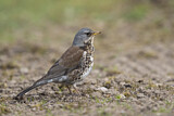 Image. Fieldfare