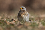 Image. Fieldfare