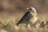 Image. Fieldfare
