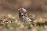 Image. Fieldfare
