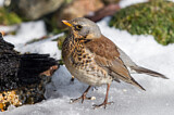 Image. Fieldfare