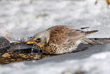 Image. Fieldfare