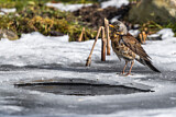 Image. Fieldfare