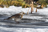 Image. Fieldfare