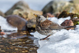 Image. Fieldfare