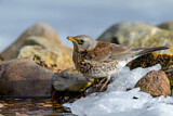 Image. Fieldfare