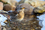 Image. Fieldfare