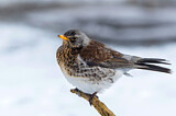 Image. Fieldfare