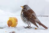 Image. Fieldfare