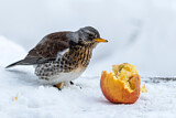 Image. Fieldfare