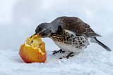 Image. Fieldfare