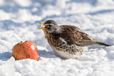 Image. Fieldfare