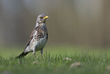 Image. Fieldfare