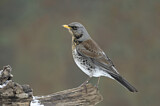 Image. Fieldfare