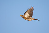 Image. Fieldfare