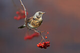 Image. Fieldfare