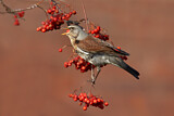 Image. Fieldfare
