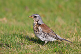 Image. Fieldfare
