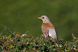 Image. Fieldfare