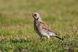 Image. Fieldfare