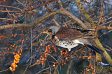 Image. Fieldfare