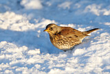 Image. Fieldfare