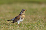 Image. Fieldfare