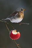 Image. Fieldfare