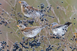 Image. Fieldfare