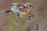 Image. Fieldfare