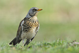 Image. Fieldfare