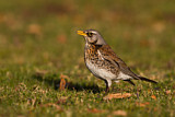 Image. Fieldfare