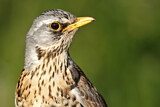 Image. Fieldfare