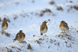 Image. Fieldfare