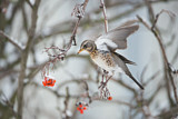 Image. Fieldfare