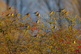 Image. Fieldfare
