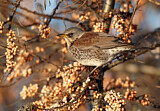 Image. Fieldfare