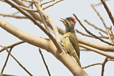 Image. Fine-spotted Woodpecker