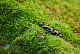 Image. Fire Salamander 