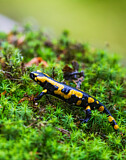Image. Fire Salamander 
