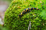 Image. Fire Salamander 