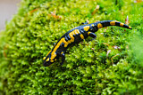 Image. Fire Salamander 