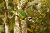 Image. Fire-tufted Barbet