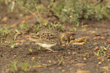 Image. Fischer's Sparrow-Lark