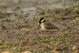 Image. Fischer's Sparrow-Lark