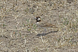 Image. Fischer's Sparrow-Lark
