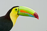 Image. Fischertukan